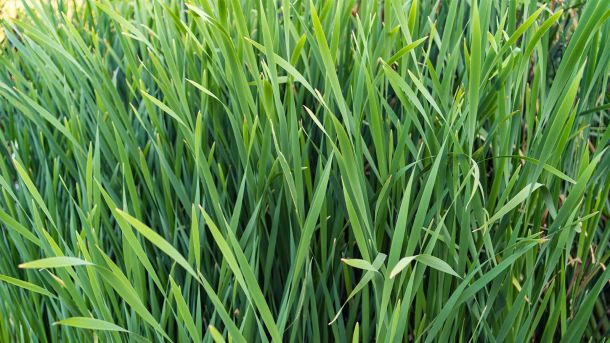 Men’s Bodyland Lemongrass Essence Massage